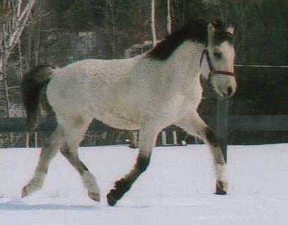 American Bashkir Curly Horse